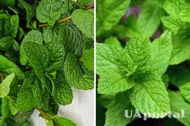 Смакота на підвіконні: як самостійно виростити м‘яту вдома