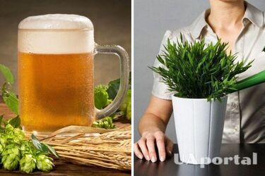 Як удобрити кімнатні рослини пивом