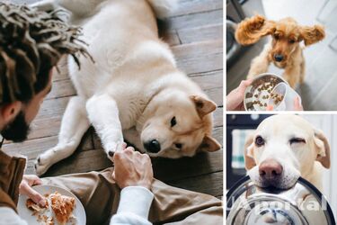 Cookies and sweets for dogs: why this meal may be the last one you eat