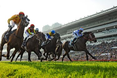 Scientists say that racehorses do not realize they are participating in jumps