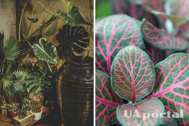 Experts have named the most important rule for caring for indoor plants in winter