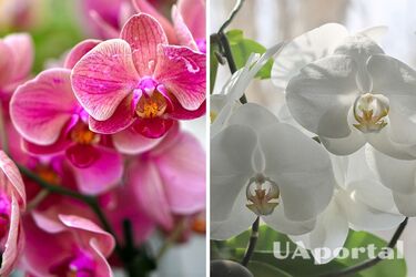Эксперты назвали главную ошибку в уходе за орхидеей: может убить цветок