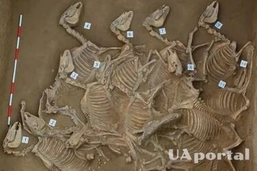 У Китаї виявили жертовну яму з рештками 120 коней 1045 року до н.е.