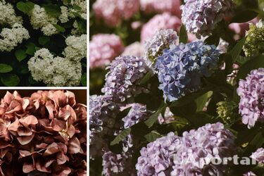 Hydrangea care in the fall: how to prepare bushes for wintering