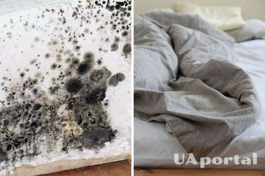 Experts name simple tips to help avoid mold at home