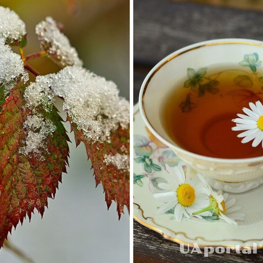 Садівники пояснили, навіщо взимку поливати рослини чаєм