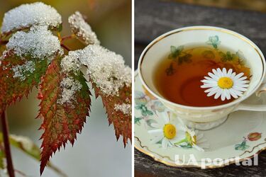 Ogrodnicy wyjaśnili, dlaczego zimą należy podlewać rośliny herbatą