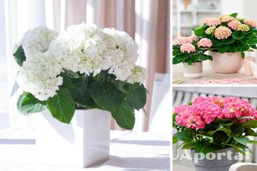 Как вырастить гортензии дома: советы садоводов