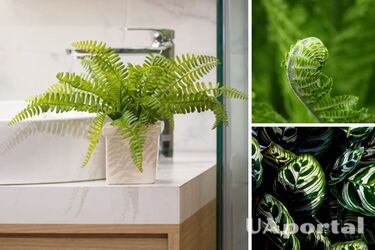 Більше не буде сирості та плісняви: експерти назвали кімнатні рослини, які вбиратимуть зайву вологу