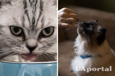 Почему котам нельзя молоко и рыбу