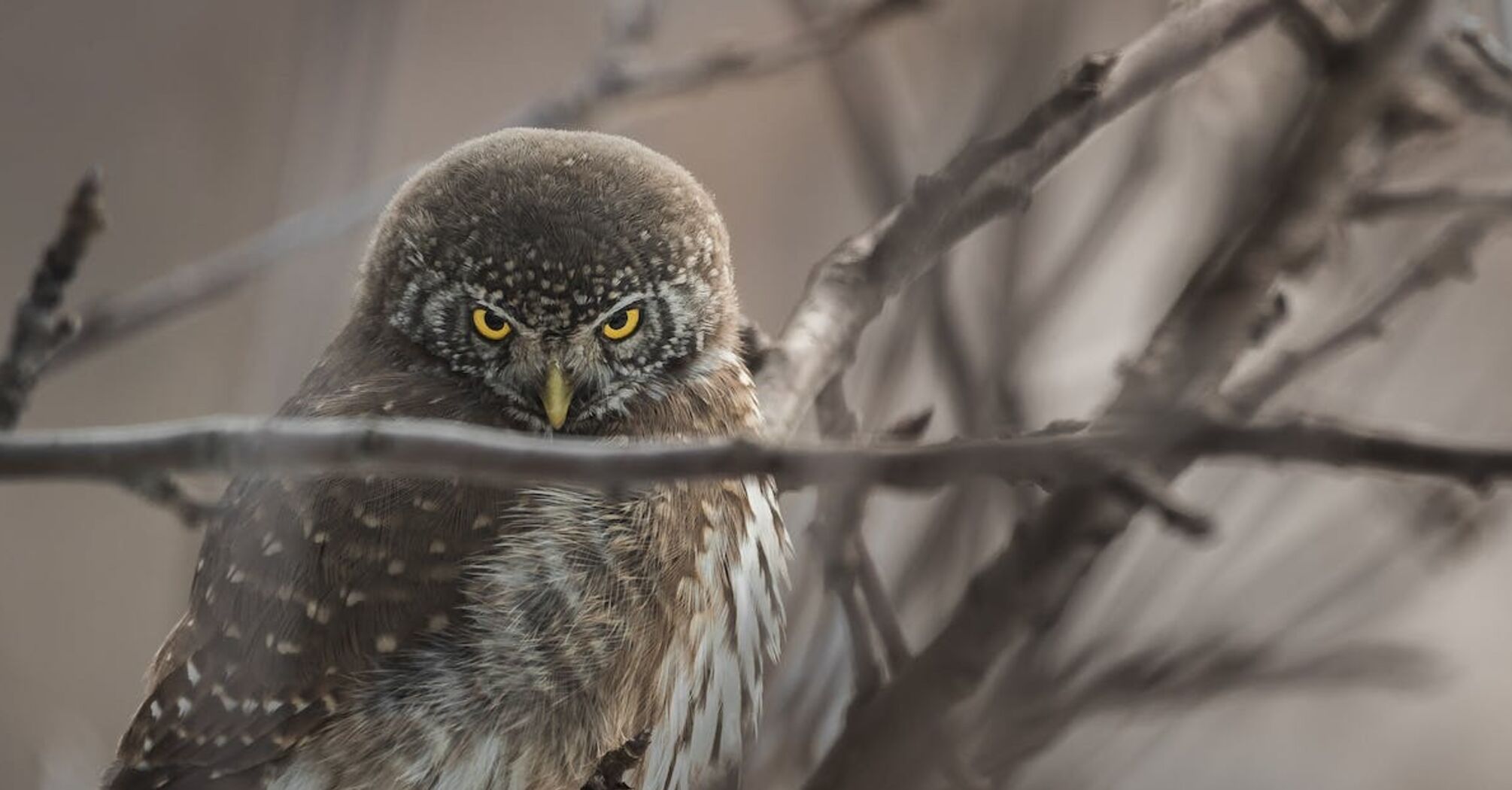 Half a million owls to be shot in the US: what happened