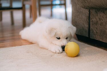 Experts name the most dangerous popular toy for dogs