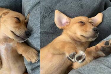 A unicorn puppy has been rescued in the US: a tail grows on the dog's head (photo and video)