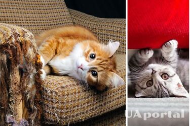 How to treat furniture to prevent cats from chewing and scratching it