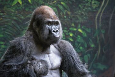 Что делает этих животных схожими с людьми