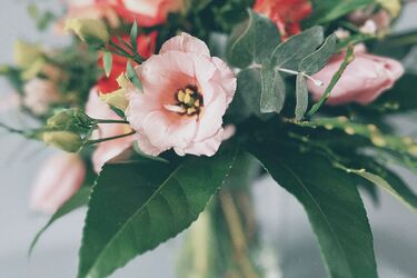 Preserving flowers for a long time