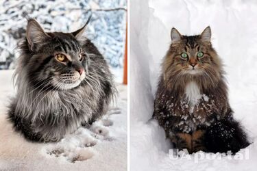 Які породи котів люблять сніг