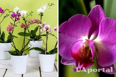 Специалисты объяснили, как правильно ухаживать за орхидеями