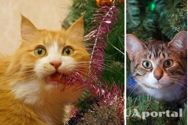 Как защитить своих животных от поедания елочных украшений