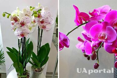Як правильно пересаджувати орхідею, щоб не нашкодити