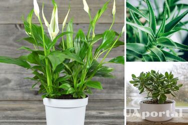 Які рослини потребують мінімуму догляду