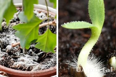 Не викидайте рослину: що робити, якщо у горщику з квітами запліснявіла земля