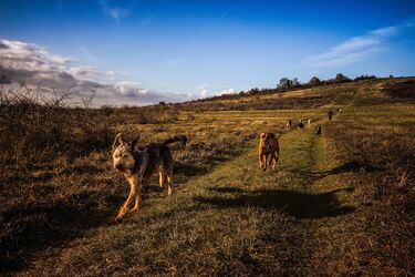 Scientists say what will happen to dogs if humans disappear