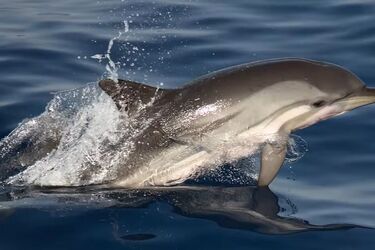 В Греции заметили редчайшего дельфина с большими пальцами (фото)