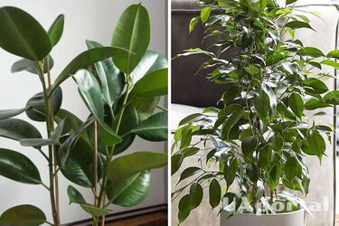 Чем удобрить фикус зимой