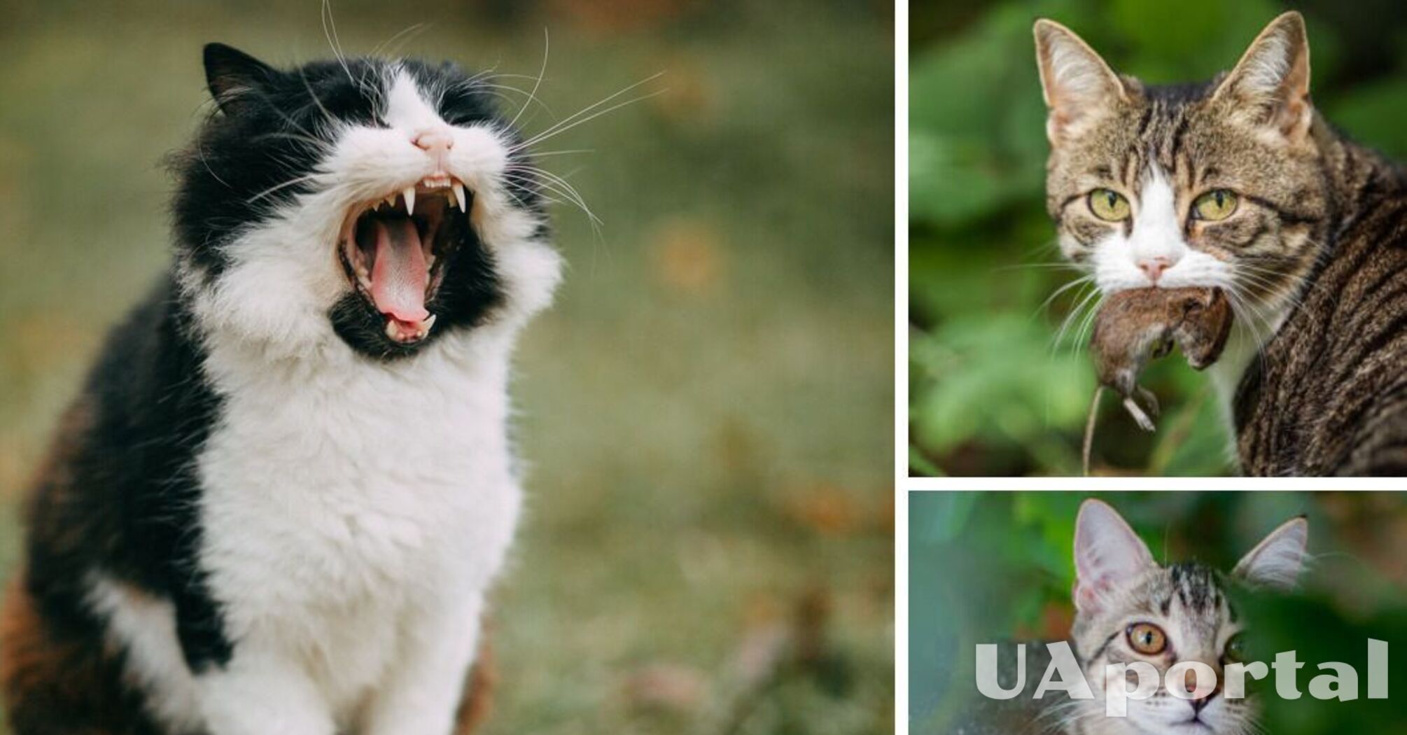 Ученые раскрыли странную черту кошек: 'В вашем дворе живет неразборчивый убийца'