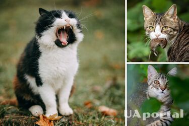Scientists reveal strange trait in cats: 'There's an indiscriminate killer living in your yard'