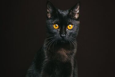 Приметы и предрассудки о котах: Во что верить, а во что нет