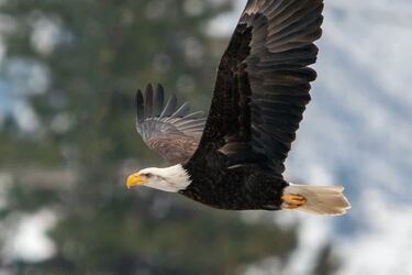 Білоголовий орлан