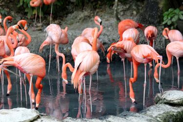 Flamingo