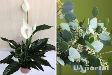 Поліпшують настрій та позитивно впливають на психічне здоров‘я: 9 кімнатних рослин, які знімають стрес