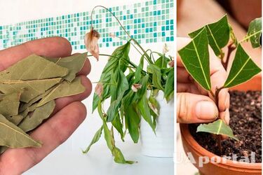 Навіщо класти лавровий лист у горщики з кімнатними рослинами