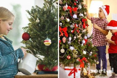 Що треба додати у воду до ялинки, щоб голки не осипалися