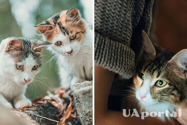 Ветеринари пояснили одержимість котів нюхати ноги та пахви людини