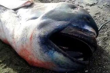 На пляж у Філіппінах викинуло рідкісну моторошну акулу, що була вагітною (фото)