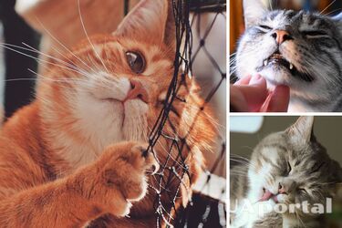 Кот грызет все подряд: ветеринар сказал, нормально ли это