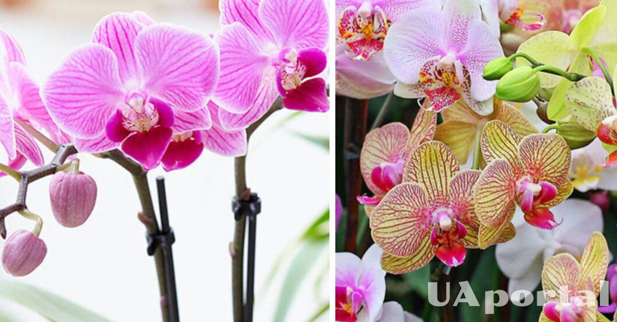 Jak zrozumieć, że orchidea wymaga leczenia: objawy