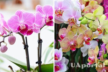 How to realize that an orchid needs to be treated: signs