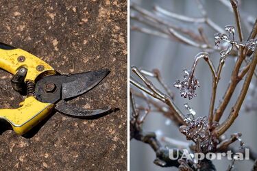Gardeners explained which plants must be pruned in December