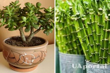 Деньги будут всегда: три комнатных растения, которые привлекают финансовое благополучие