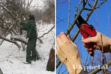 Do you have to prune fruit trees in December