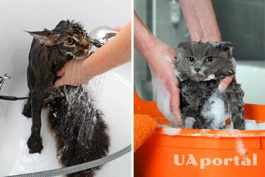 Як правильно мити котів