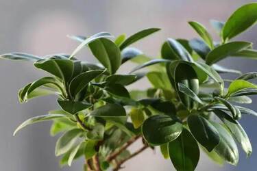 Що робити, щоб фікус почав куститися