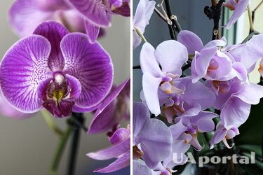 Orchids instantly lose their buds due to this mistake: how to care for the flower