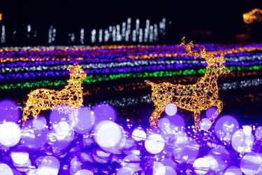 Сяючі скульптури в Добропарку. Світлодіодне місто під Києвом скільки коштує, як дістатися