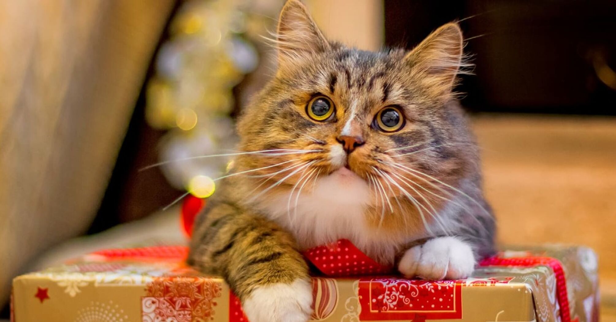 Що подарувати собаці та коту на Новий рік та Різдво